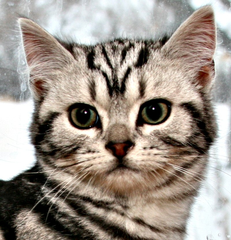 Closeup American Shorthair classic silver tabby kitten Silver Shorthairs