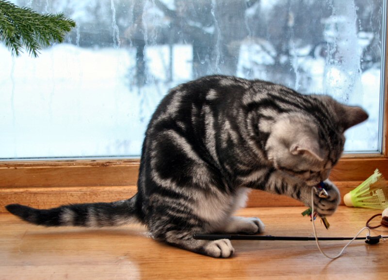 American Shorthair classic silver tabby kitten Silver Shorthairs