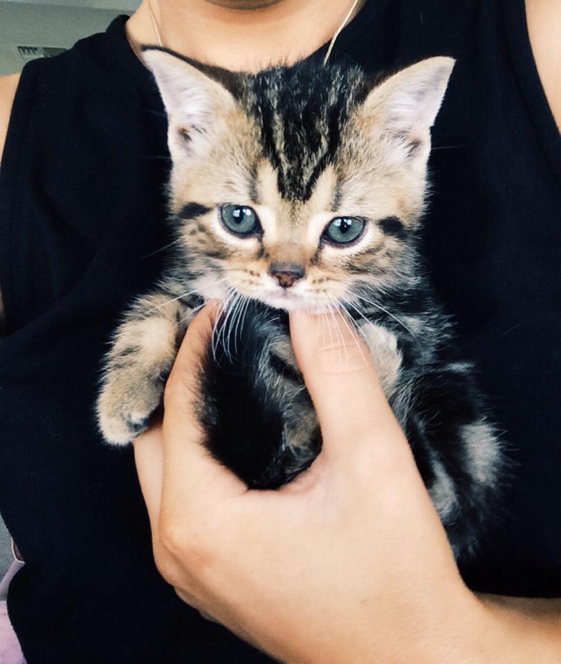 American Shorthair classic brown tabby kitten 2015 Silver Shorthairs